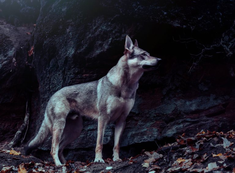 Wolfshund-Shooting-Thüringen---Wolf-Shooting-Thüringen---Wikinger-Shooting-mit-Wolf